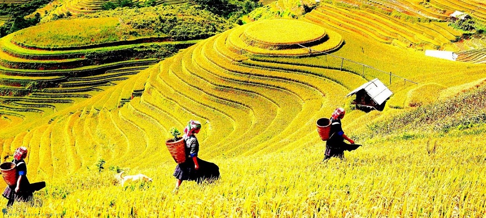 Mu Cang Chai and apa 5 days 